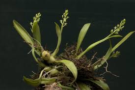 Image result for Liparis