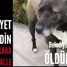 Kars Kagizman Belediyesi Vahseti Haykonfed Hayvanlarin Yasam Haklari Konfederasyonu