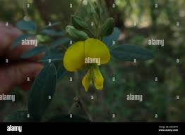 Image result for Crotalaria monteiroi