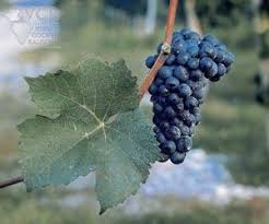 Сегодня - день Пино Нуар Алкоголь,Вино