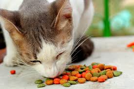 Giving your pet the right cat food can transform the way you spend time together. Do Prescription Cat Food Diets Really Work Catster