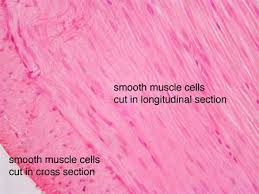 The smith, a mighty man is he with large and sinewy hands. Smooth Muscle