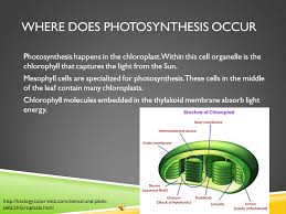 Plants are considered as food makers. Photosynthesis 8th Grade Science Ppt Download
