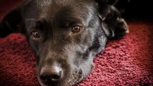 Signs and symptoms of canine stomach cancer are not distinct. How Does A Dog Get Stomach Cancer