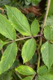 Image result for Physotrichia atropurpurea