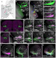 He is so angry, calm him down complete walkthrough include answers, video, images, solutions. Spatial Readout Of Visual Looming In The Central Brain Of Drosophila Elife