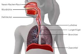 Als oberbauch (epigastrium) bezeichnet man die anteile des abdomens, bauchwand und organe, die sich zwischen. Bau Unseres Atemsystems1