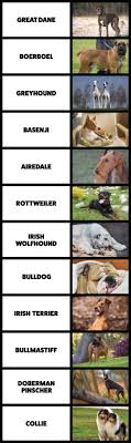 Advertise, sell, buy and rehome boerboel dogs and puppies with pets4homes. Genetic Study Reveals Breeds That Helped Create The Rhodesian Ridgeback Ridgeback Central