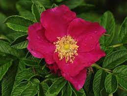 How To Take Care Of A Rose A Japanese Rose Roses From Cuttings Japanese Rose Grow Roses From Cuttings