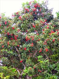 The rambutan fruit is known for its nutritional and antioxidant content. Rambutan Nephelium Lappaceum In The Family Sapinadaceae Soapberries Is One Of My Favorite Fruits Jennifer Vu Richard Niesenbaum Ph D