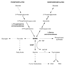 Image result for Glycine