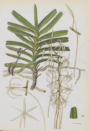 Image result for Rangaeris