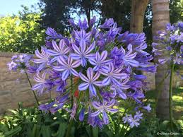 Image result for Grewia praecox