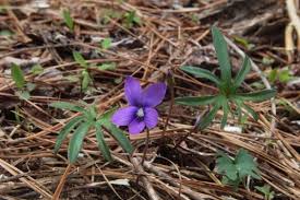 Image result for Viola abyssinica