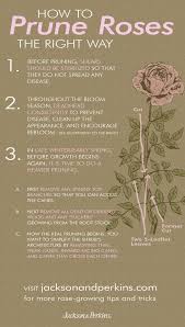 Jp Gardening Tips Rose Care Pruning Roses Growing Roses