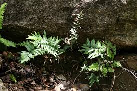 Image result for Pellaea dura