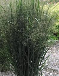 Image result for Panicum novemnerve