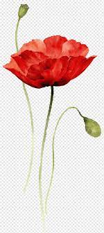 Watercolors and watercolor paper, a synthetic or a natural hair paintbrush, and a small dish of water and a cloth to blot up excess water. Red Flower Illustration Poppies Watercolor Painting Paper Drawing Creative Abstract Flowers Hand Painted Flowers Red Bouquet Flower Arranging Floral Plant Stem Png Pngwing