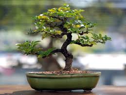 Office Plants Linh Sam Bonsai Tree White Ceramic Stock Photo 2425825759  Bonsai Tree Indoor Plant