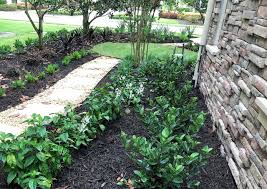 Image result for Whitfieldia