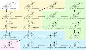 Ein steroidhormon ist ein steroid , das als hormon wirkt. Steroid Hormone Biosynthesis Pathway With Some Steroid Metabolites In Download Scientific Diagram