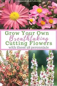 Pin On Gardening Cut Flower Garden