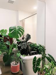 In addition to improving the air quality in your bathroom, they also absorb excess moisture, eliminate bacteria. All My Plants With Me In The Bathroom While I Shower Houseplants
