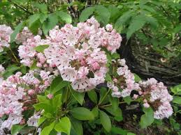 It is a stellar option for creating a narrow evergreen privacy hedge for a variety of climates. Mountain Laurel 101 Complete Grow And Care Growit Buildit