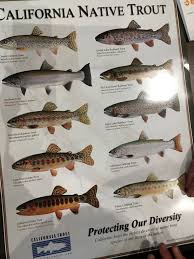 Eagle lake trout, oncorhynchus mykiss aquilarum, is a subspecies of rainbow trout endemic to eagle lake, in lassen county, california. Langdon Cook On Twitter Having A Pliny At Russian River Brewery With A Bunch Of Fish Geeks Life Is Good Salmonidrestorationfederation