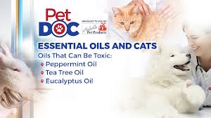 We didn't know oils were dangerous, either. Pet Doc With Nikki Burdine Essential Oils May Not Be Safe For Cats