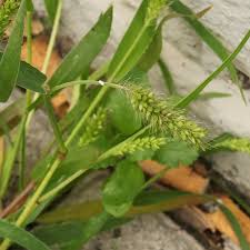 Image result for Setaria viridis