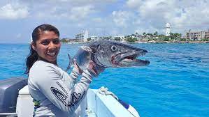 A potential new species of barracuda identified from the central mediterranean sea // journal of the marine biological association of the united kingdom, volume 89, issue 06, pp. Is It Safe To Eat Barracuda De Lille Sports