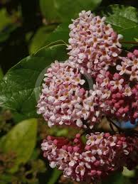 Image result for Rogiera amoena