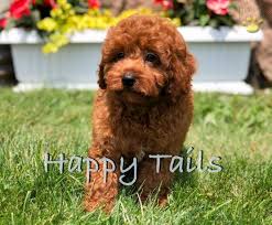 Cavapoo puppies in ohio | top dog information. Buddy Super Red Male Puppy Video Ad Cavapoo Puppy For Sale In Akron Canton Oh Happy Valentines Day Happyvalentinesday2016i