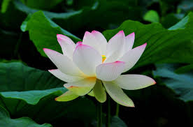 Flowers White Pink Lotus Flower Wallpaper 2337x1544 Cool Pc Wallpapers Lotus Flower Images Lotus Flower Wallpaper White Lotus Flower