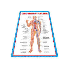China Human Anatomy Wall Chart Manufacturers Suppliers