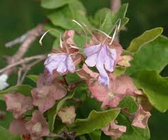 Image result for Karomia tettensis