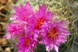 There are many varieties of jasmine that grow fairly well here. Pink Cactus Flowers Blossoms Sonoran Desert Botanical Garden Papago Park Phoenix Arizona Stock Photo Picture And Royalty Free Image Image 10818787