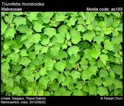 Image result for Triumfetta digitata