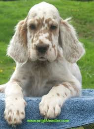 Black And White English Setter Dog Orange Belton English Setter Setter Puppies English Setter Puppies English Setter Dogs