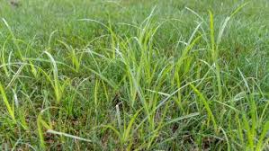 These weeds stand taller than the grass in your lawn and are notoriously hard to get rid of given their immersive root systems. What Is The Best Herbicide To Kill Nutsedge Top 5 Sedge Control Products Pepper S Home Garden