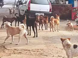 dog bite crisis gujarat, ભારતમાં રખડતા કૂતરાનો ત્રાસ વધવાનું કારણ શું? વસતિ  ઓછી કરવાના પ્રયાસો કેમ રહ્યા નિષ્ફળ - how long will the terror of stray  dogs last in india which aspects
