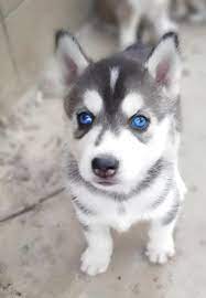 Siberian Husky Puppies For Sale In Uk View 93 Bargains