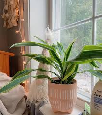 Image result for Dracaena camerooniana