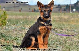 German shepherd puppies for sale colorado springs. German Shepherd Breeders German Shepherd Puppies For Sale Gunbil German Shepherds