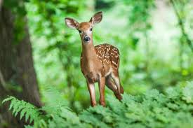 We did not find results for: Espoma Keep Deer And Other Pests Away From Plants Espoma