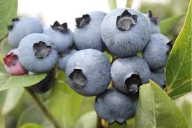 Mid season variety with very good productivity and excellent hardiness. Blueberry Variety Bonus Photos Reviews Descriptions Characteristics