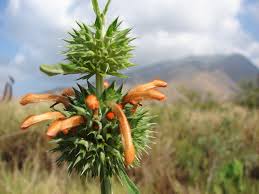 Image result for Laportea ovalifolia