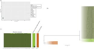 Image result for Eleusine kigeziensis