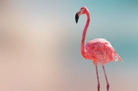 Flamingo teaches you how to stand strong in the face of a storm, all while showing you how to tap into your inner well of harmony! Premium Vector Polygonal Geometric Flamingo Animal Background